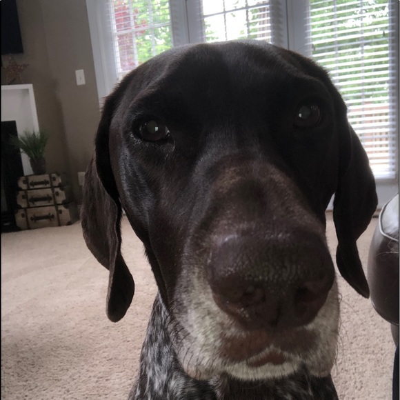 Meet your Posher, Riley - Picture 1 of 1